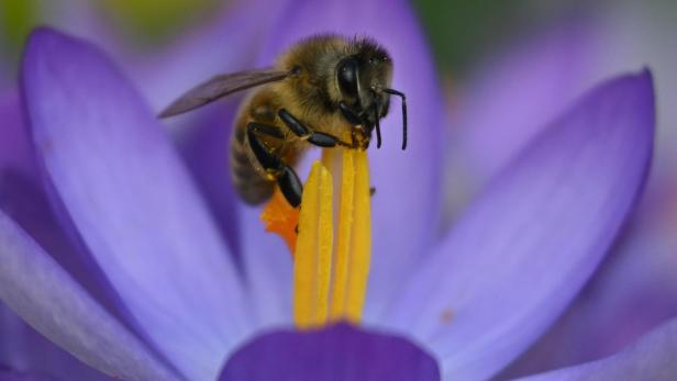 Zwei bis drei Millionen Bienen bei Brand in Niederösterreich verendet