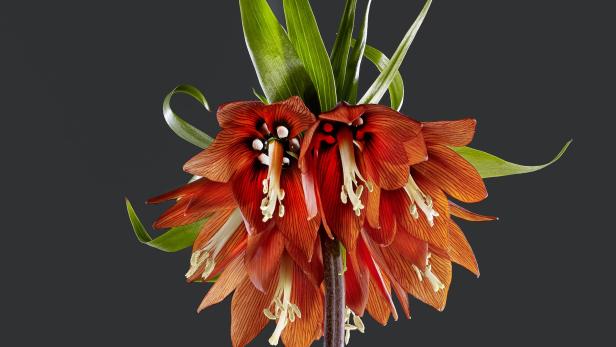 Eine Kaiserkronen-Blume mit orangefarbenen Blüten und grünen Blättern vor einem dunklen Hintergrund.