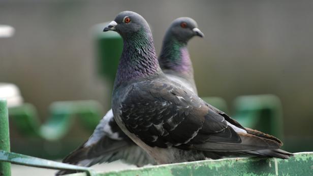 Tauben geschossen: Oberösterreicher wegen Tierquälerei vor Gericht