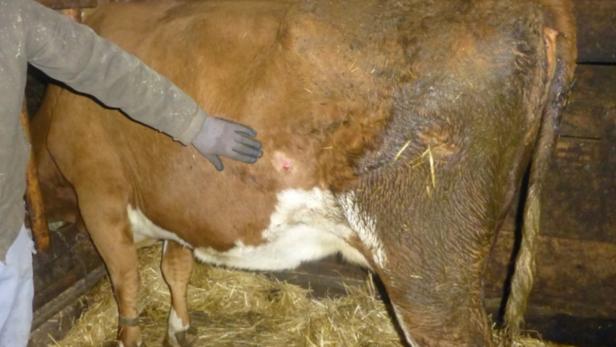 Eine der angeschossenen Kühe: Das Projektil wurde entfernt und das Tier eingeschläfert