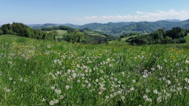 Grüne Blumenwiese mit Löwenzahn in Niederösterreich, Berge im Hintergrund