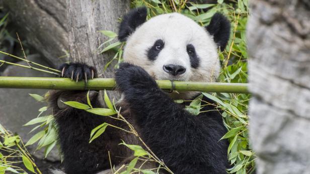 Kommenden Freitag übersiedelt der halbwüchsige Pandabär nach China
