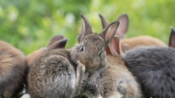 Tiercoach: Kaninchen sind buddelfreudige Gesellschaftstiger