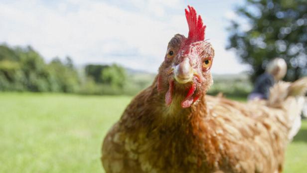 Kulturgeschichtliches Gegacker: Neues Buch erzählt vom Huhn und vom Ei
