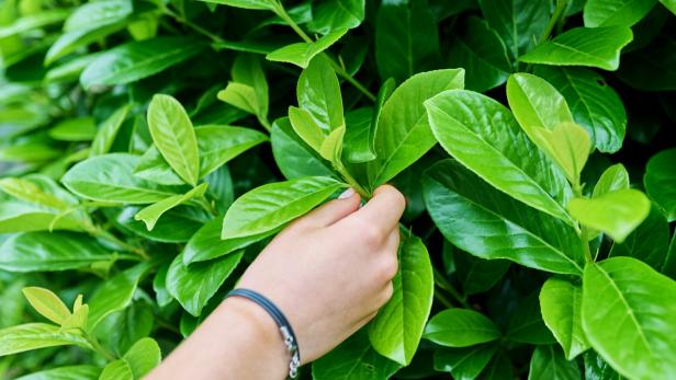 Gießfehler oder Krankheit? So retten Sie Ihre Kirschlorbeer-Hecke