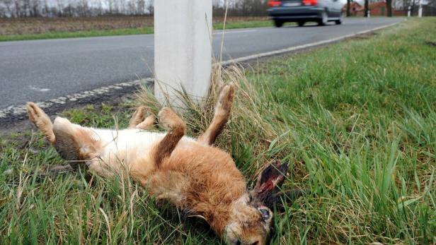 Mehr als 17.000 Hasen sterben jedes Jahr auf Österreichs Straßen