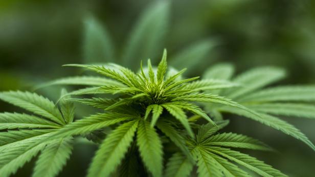 Gerichtspsychiaterin Adelheid Kastner warnt vor Verharmlosung von Cannabis