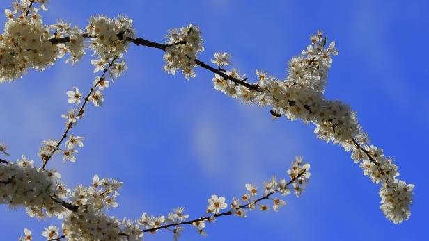 Weiße Kirschblüten vor blauem Himmel bei mildem Frühlingswetter