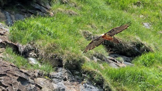 Bartgeier-Nachwuchs in Salzburg: "Alexa" ältester Brutvogel der Alpen