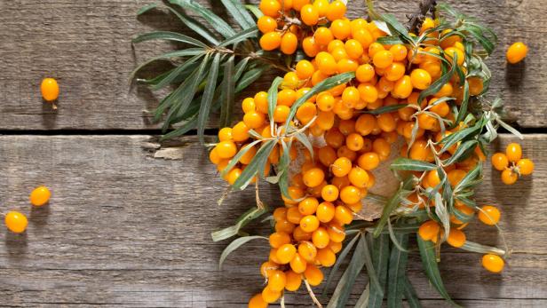 Sanddorn als günstiges Superfood? Neue Studie zeigt Wirkung gegen Heißhunger