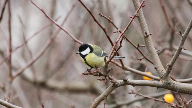 Kohlmeise: Sie fliegt auf Futterknödel, mag Sonnenblumenkerne und Erdnüsse.