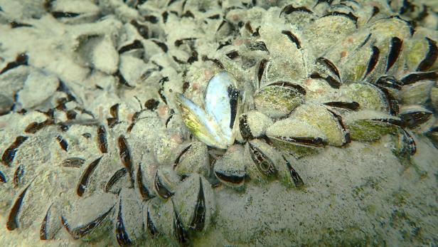 Eine Ansammlung von Muscheln auf einem sandigen Untergrund unter Wasser.