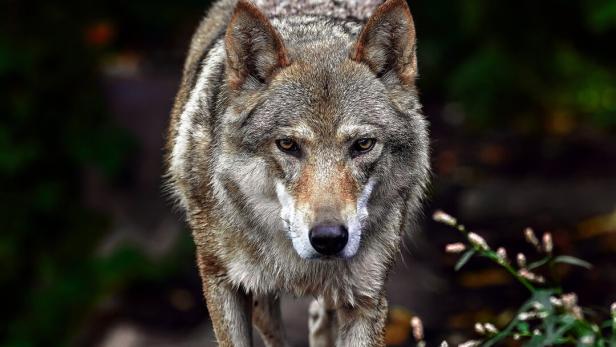 13-jähriges Mädchen traf im Mühlviertel auf zwei Wölfe: Ort in Angst
