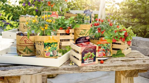Frühlingshaft bunt, köstlich und für jede Fläche – ob Garten, Balkon, Terrasse oder Fensterbrett – geeignet: verschiedene Anzucht-Sets und Gemüsepflanzen von INTERSPAR.
