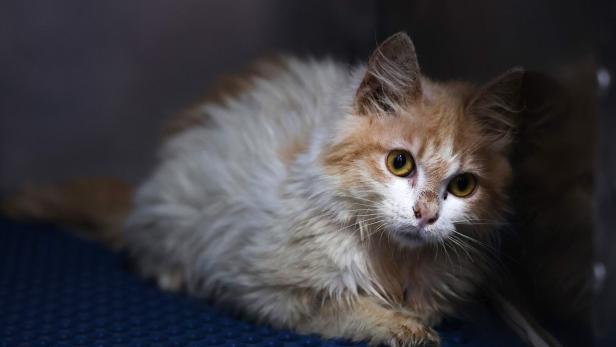 "Noah-Syndrom": Paar hielt 159 Katzen - Gericht verhängt Tierhaltungsverbot