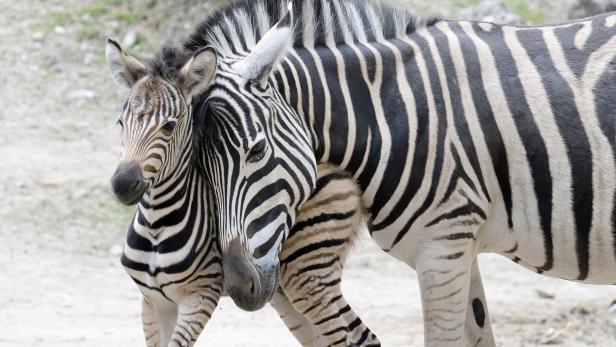 Zwei kleine Zebras in Schönbrunn geboren