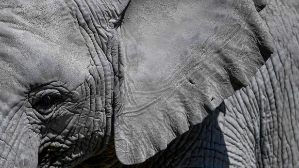 Tragischer Vorfall: Safari-Touristin von Elefant getötet