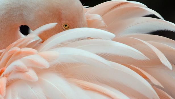 Nahaufnahme eines Flamingos, der seinen Kopf in sein Gefieder steckt.