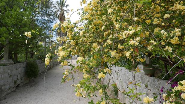 Ansichten von unterwegs: Im Mai blühten in diesem Garten Rosen ohne Dornen