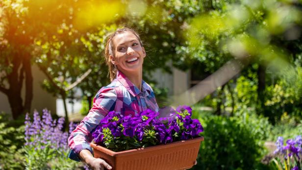 Eine lächelnde Frau trägt einen Kasten mit lila Petunien im Garten.