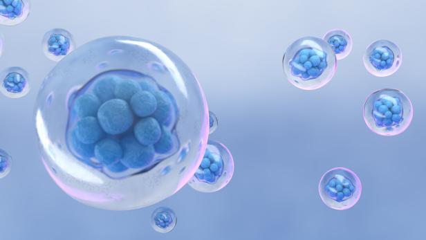 Früheste Entwicklungsphase eines Embryos: Mindestens die Hälfte aller Embryonen nistet sich nicht ein oder führt zu einer Fehlgeburt.