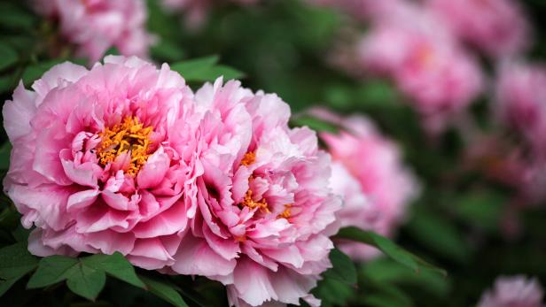 Nahaufnahme von rosa Pfingstrosen mit gelben Staubgefäßen.