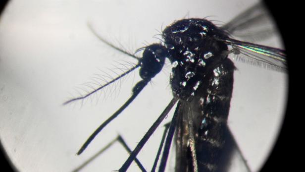 Dengue-Welle in Argentinien: Milei lässt das "den Markt regeln"