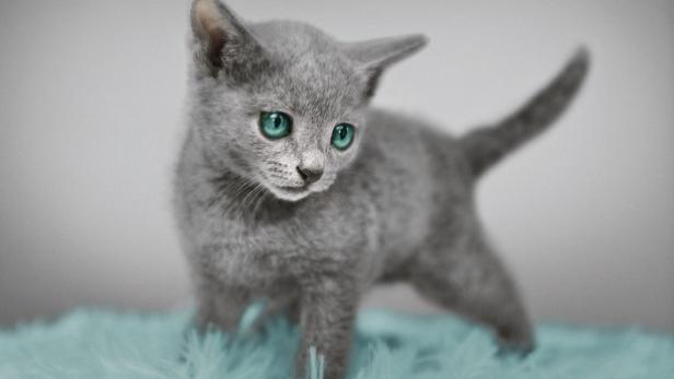 Das neue Sheba Kitten: Mit Liebe hergestellt