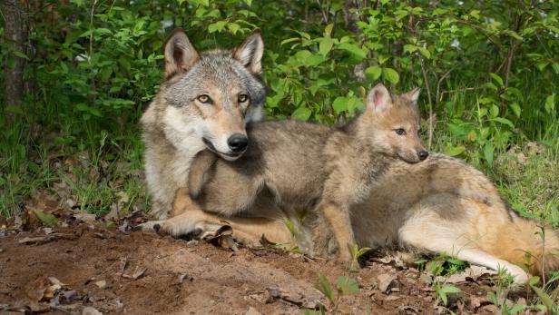 Ein Wolf liegt mit einem Welpen im Gras vor einem grünen Hintergrund.