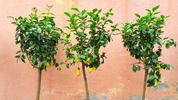 Gärtnertipp: So befreien Sie den Zitronenbaum von Wollläusen