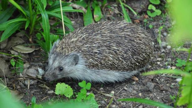 Ein Igel läuft am Boden zwischen grünen Pflanzen und Blättern.