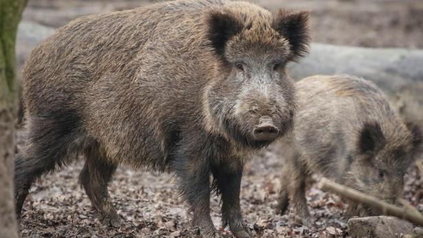 German Agriculture Ministry confirmed a first Swine Fever case in Germany