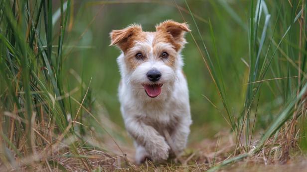 Ein Jack Russell Terrier läuft mit herausgestreckter Zunge durch hohe Gräser.