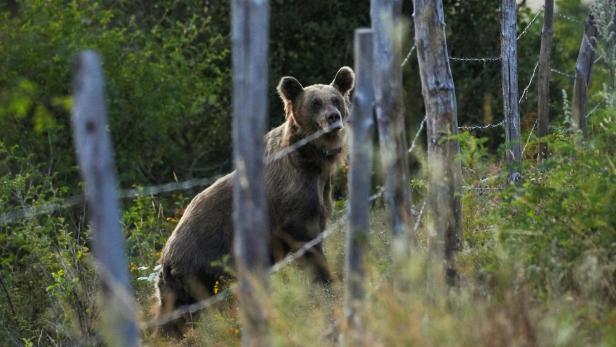 The Wider Image: The special patrol protecting Spain's brown bears and wary villagers