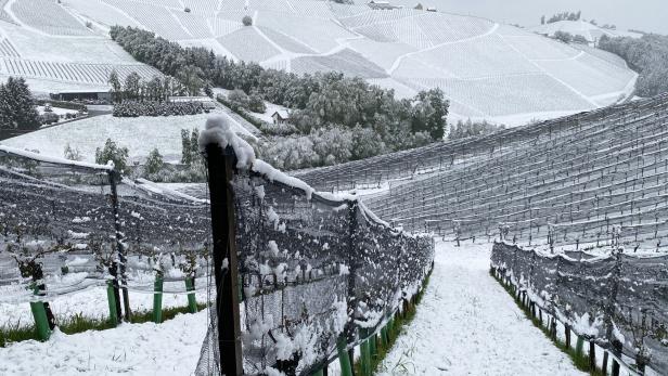 Verschneiter Weingarten