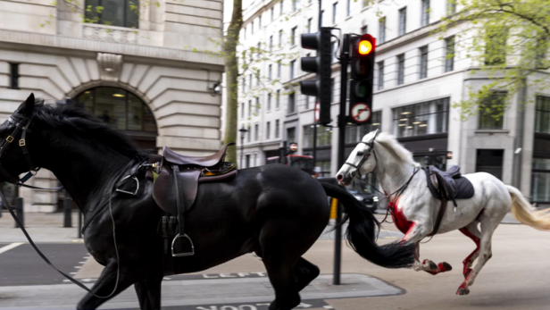 Zwei Pferde nach Vorfall in London in ernstem Zustand