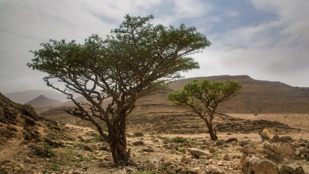 Der Weihrauchbaum gedeiht nur in ganz wenigen  Regionen. Die Herkunft  bestimmt Wirkung und Duftaroma