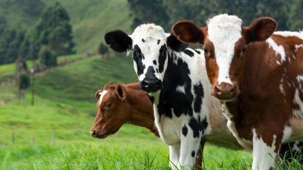 COwLEARNING für nachhaltige Rindfleisch- und Milchversorgung