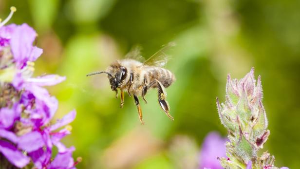 Eine Biene fliegt auf lila Blüten zu.