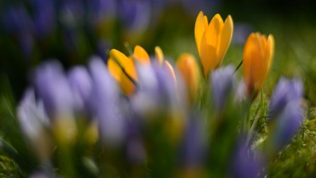 Frühling in Freiburg