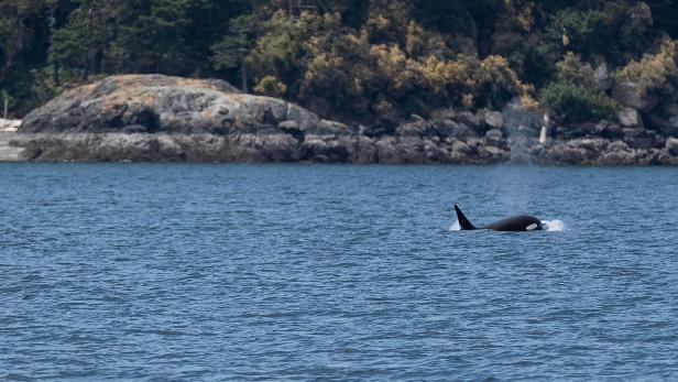 Gefahr nicht gebannt: Orca-Junges befreit sich nach Wochen aus Lagune 