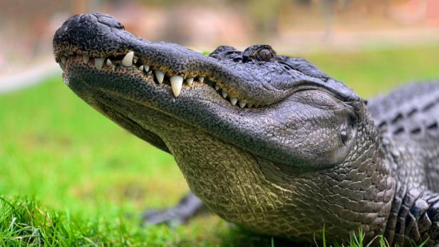 Alligator wurde in Florida eingefangen