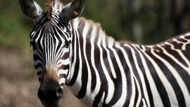 Tigers and lions from Argentine zoo ready to travel to wildlife sanctuary in India