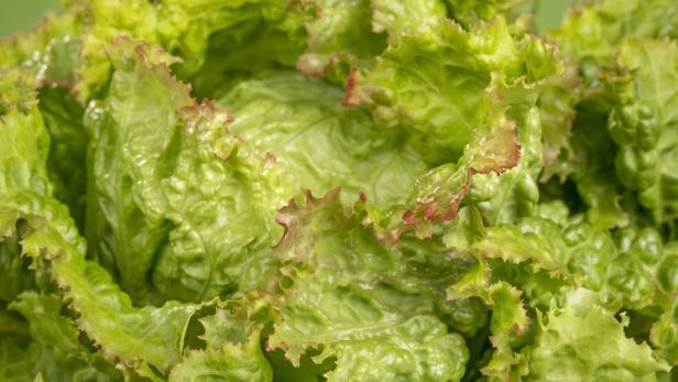 Nahaufnahme eines Kopfes grünen Pflücksalats mit roten Rändern.