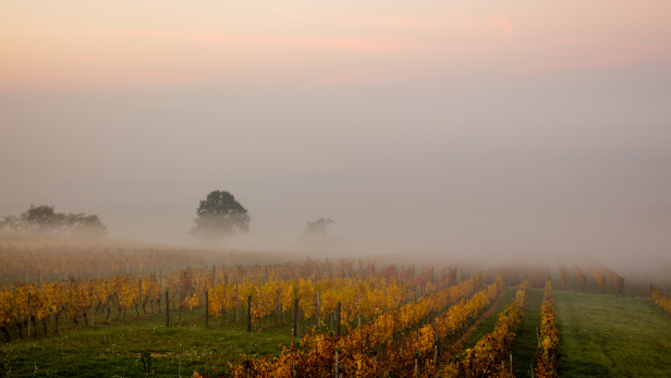 Ein Weinberg im Nebel bei Sonnenaufgang mit gelben und roten Blättern.