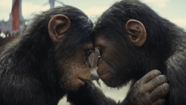 Der junge Affe Noa trifft nach langer Suche auf seine Jugendfreundin: „Planet der Affen: New Kingdom“