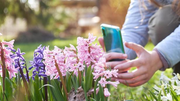 Mit dem Smartphone lassen sich heute bereits viele Pflanzen bestimmen.