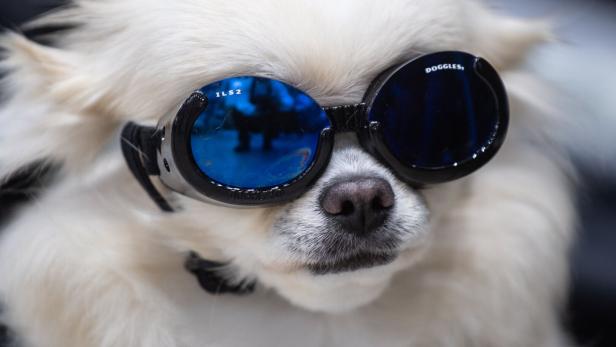 Ein kleiner weißer Hund trägt eine Sonnenbrille.
