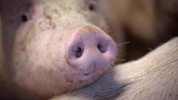 Nahaufnahme vom Rüssel eines Schweins.