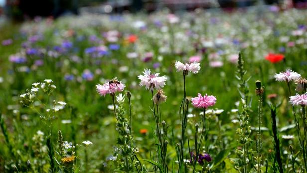 So geht's: Blumenwiese für einen naturnahen Garten anlegen